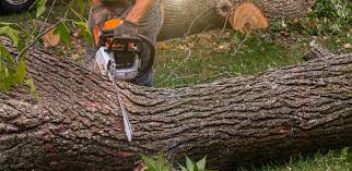 How Our Tree Care Process Works  in  Marysville, PA