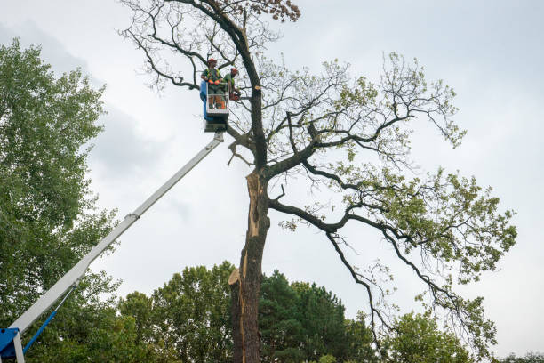 Best Tree and Shrub Care  in Marysville, PA