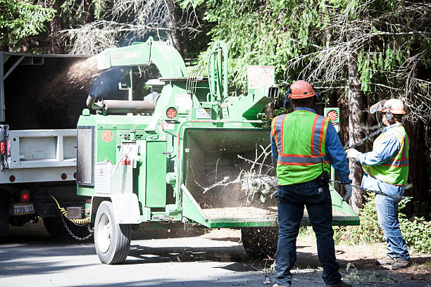 Best Hazardous Tree Removal  in Marysville, PA